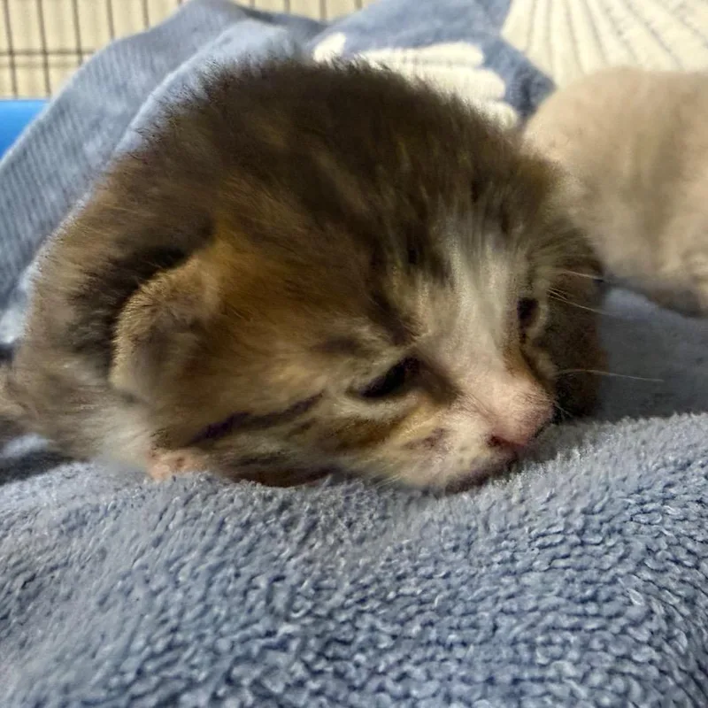 A baby small-sized female Domestic Short Hair cat named Pita for adoption in Columbiana, AL