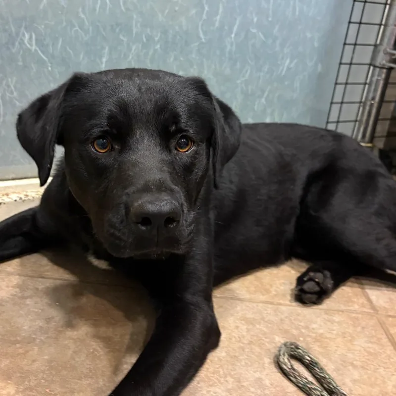 An adult medium-sized male Black Mixed Breed dog named Stan The Man for adoption in Chattanooga, TN