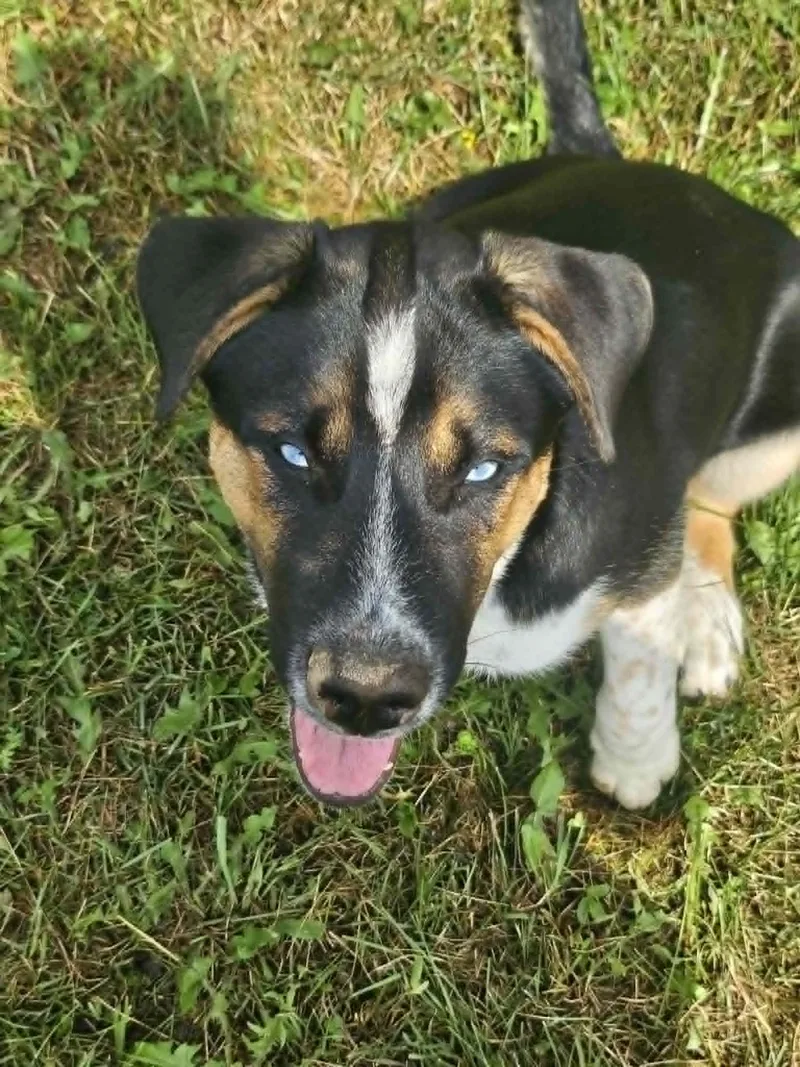 A baby medium-sized male German Shepherd Dog dog named Vader for adoption in Cliffwood, NJ