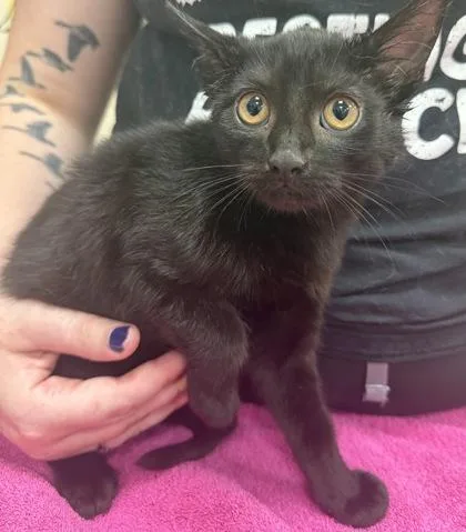 A baby small-sized male Domestic Short Hair cat named Sprinkles for adoption in Fishers, IN