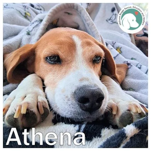Athena thumbnail 5