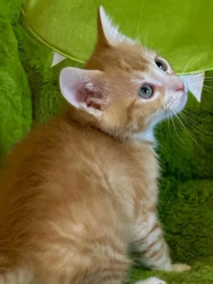 A baby small-sized male Orange / Red Domestic Short Hair cat named Chance for adoption in Kansas City, MO