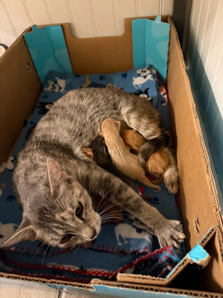 A baby medium-sized male Domestic Short Hair cat named Rutabaga for adoption in Sorrento, LA