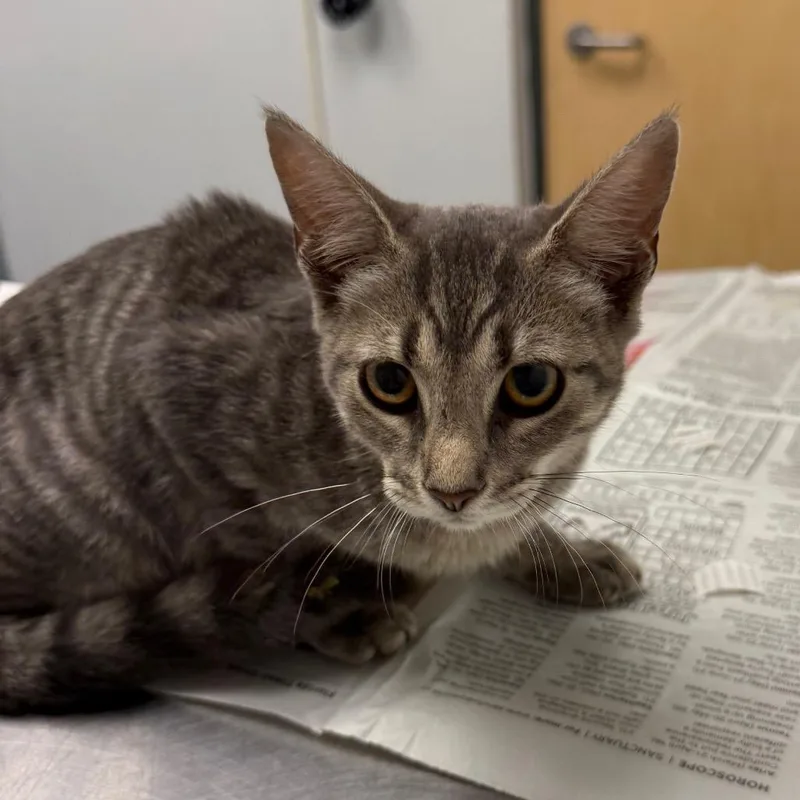 A baby small-sized female Domestic Short Hair cat named Fuji for adoption in Jacksonville, FL