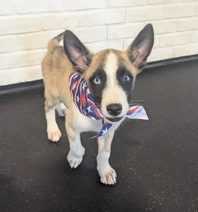 Nacho