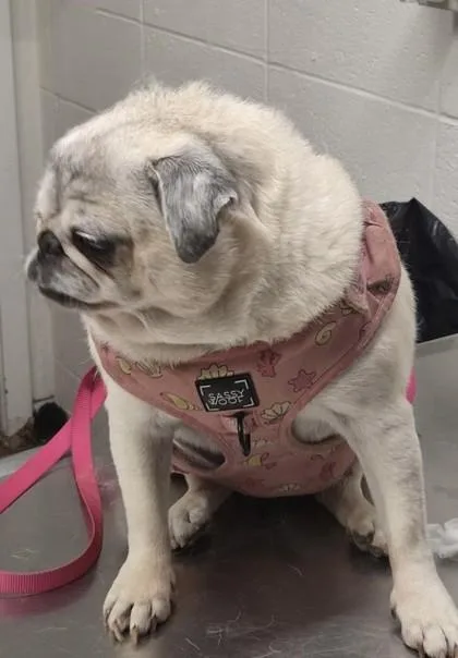 An adult small-sized female Mixed Breed dog named Mei Li for adoption in Covington, LA