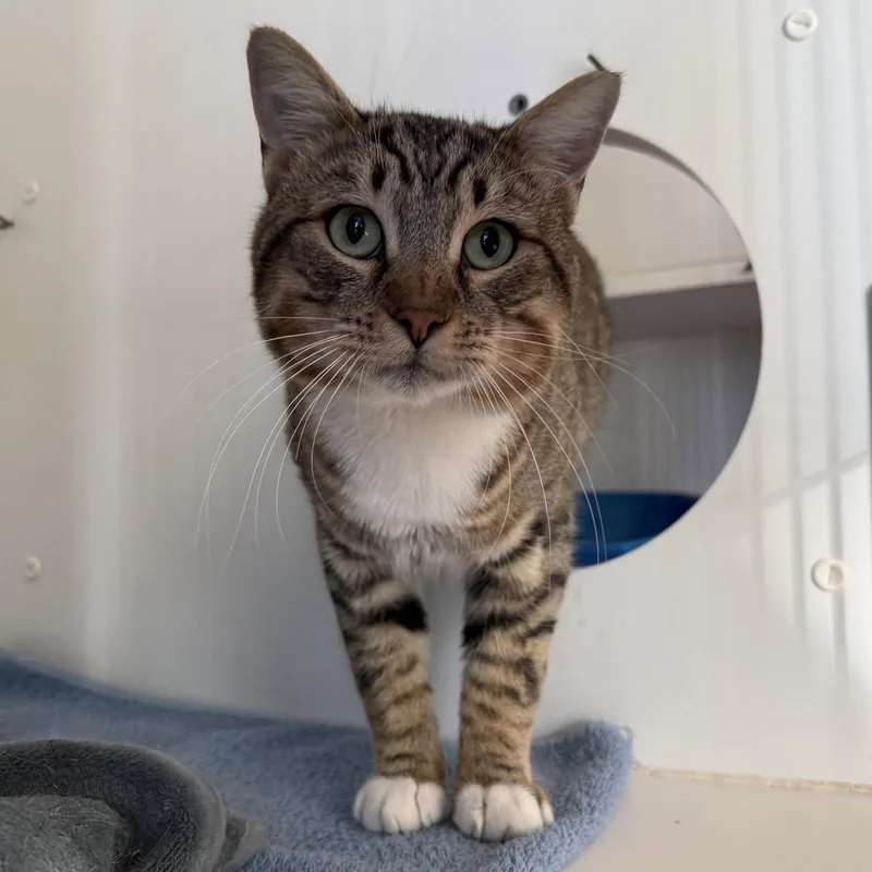 A young large-sized male Domestic Short Hair cat named Ser Duncan for adoption in Oakland, CA