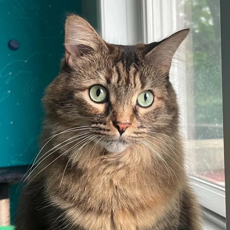 Torbie Walrus