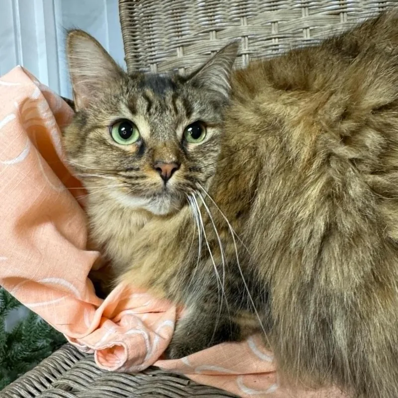 Torbie Walrus thumbnail 2