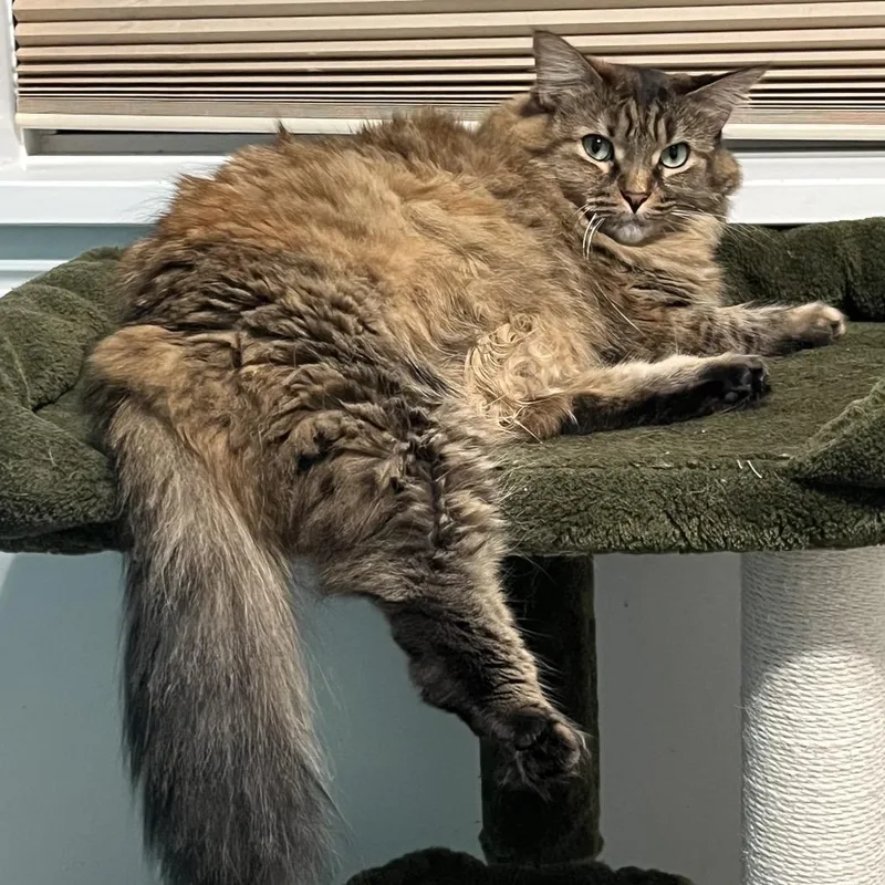 Torbie Walrus thumbnail 3