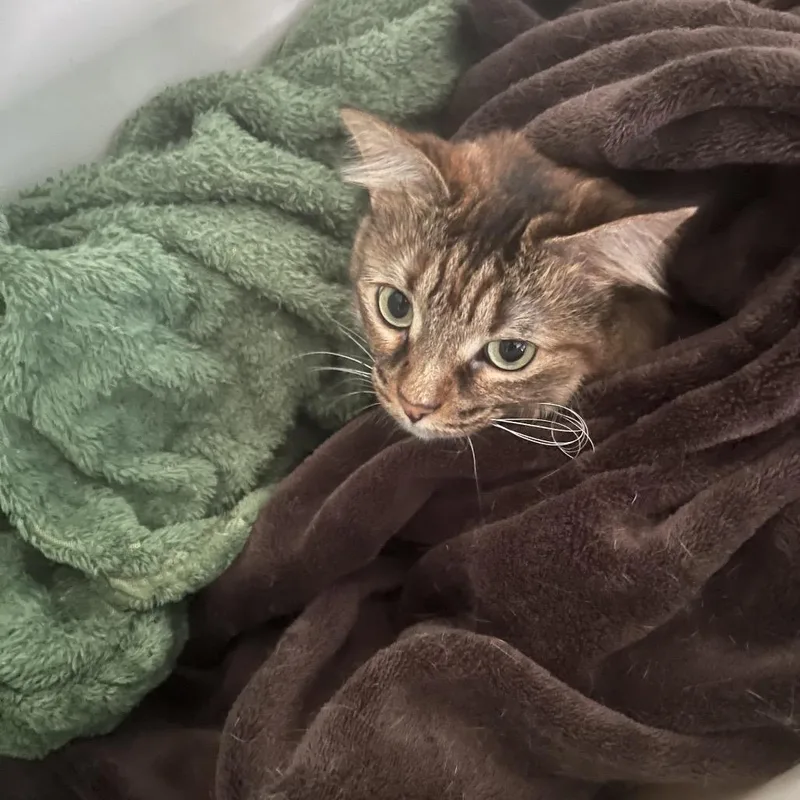 Torbie Walrus thumbnail 4
