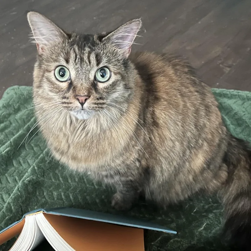 Torbie Walrus thumbnail 5