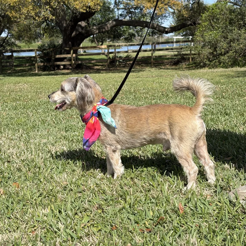 Rufus  Really Great thumbnail 4