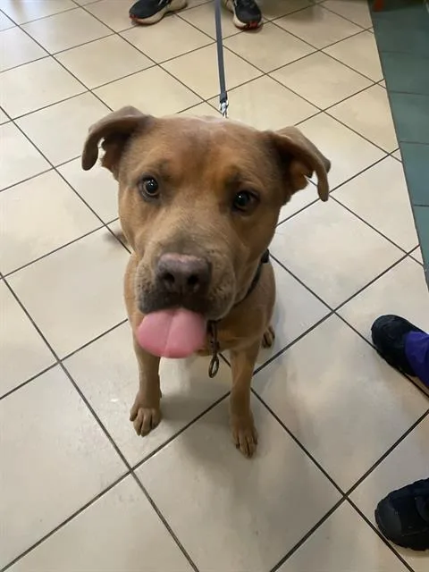 A young large-sized male Mixed Breed dog named Moose for adoption in Newton, NC