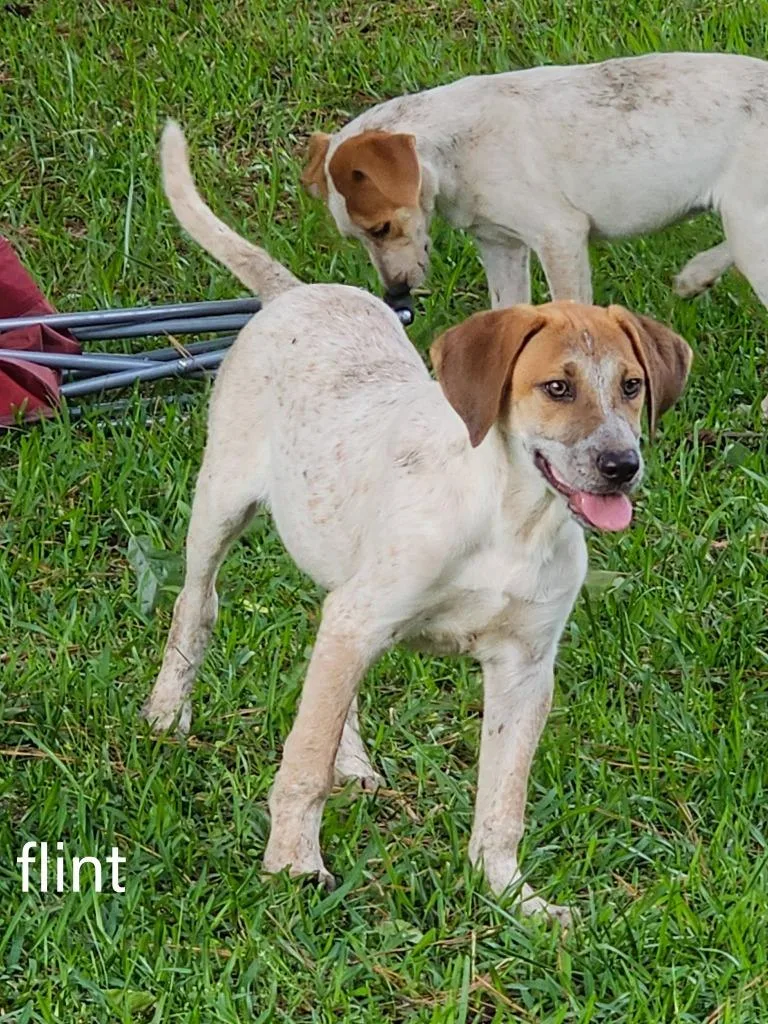 A baby large-sized male Mixed Breed dog named Flint for adoption in Fond Du Lac, WI