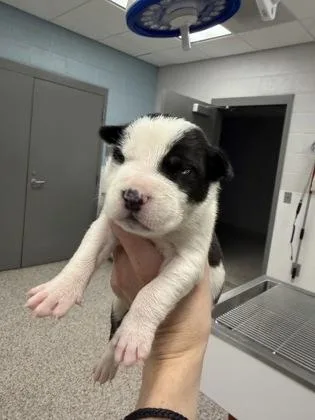 A baby small-sized male Terrier dog named Yellow Band for adoption in Gastonia, NC