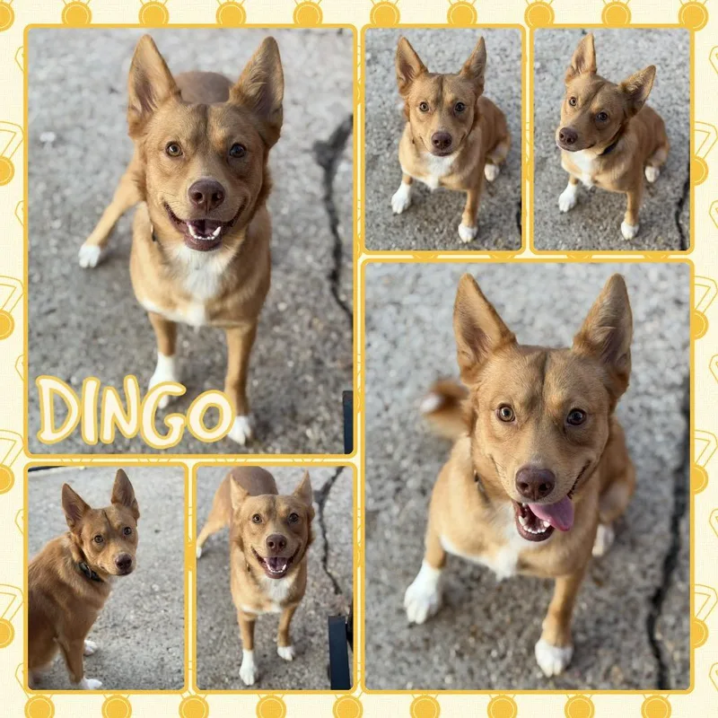 An adult medium-sized male Shepherd dog named Dingo for adoption in Fort Smith, AR