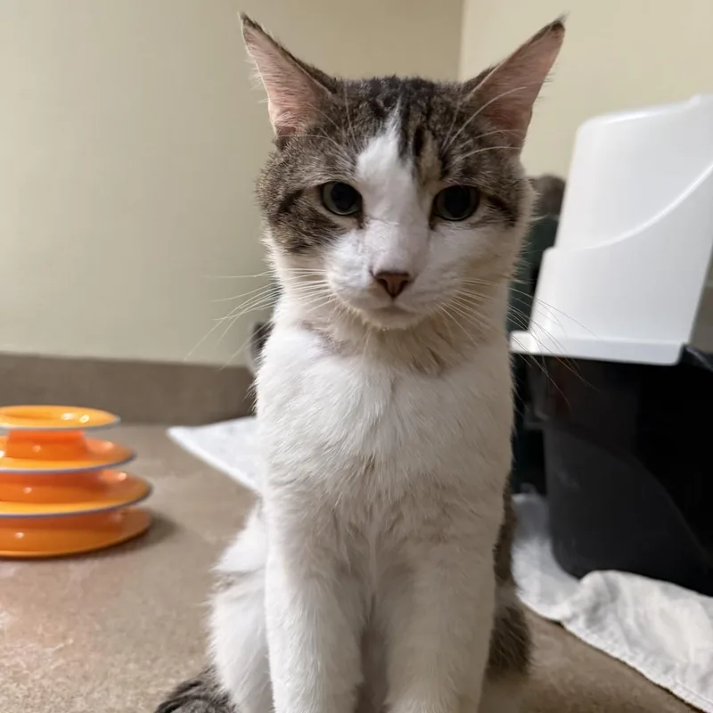 An adult medium-sized male Domestic Short Hair cat named Chuba for adoption in Myerstown, PA