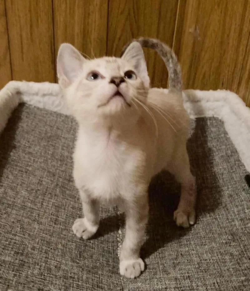 A baby small-sized female Domestic Short Hair cat named Tesla Bink for adoption in Chandler, AZ
