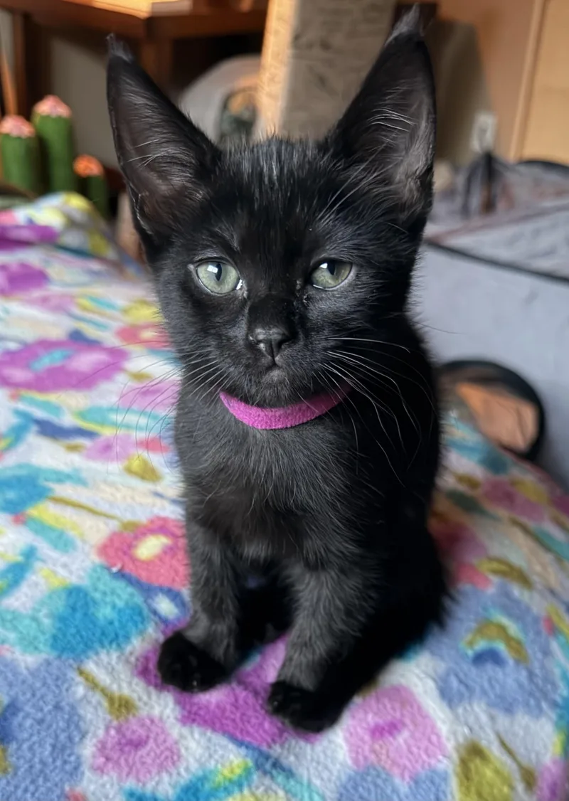 A young medium-sized female Black Domestic Short Hair cat named Lady Jane for adoption in Redwood City, CA