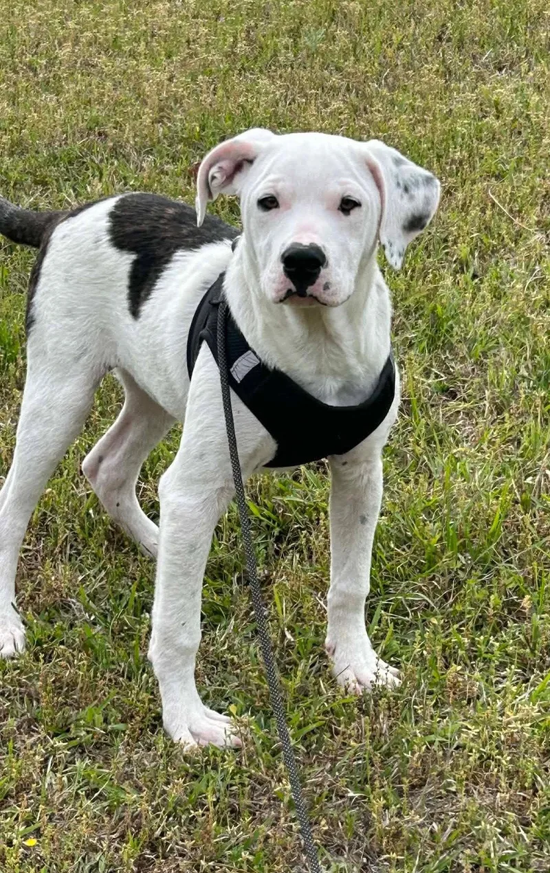 A young large-sized female American Bulldog dog named Clyde for adoption in Tarrytown, GA