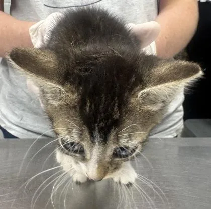 An adult small-sized female Domestic Short Hair cat named Rainy for adoption in West Chester, PA