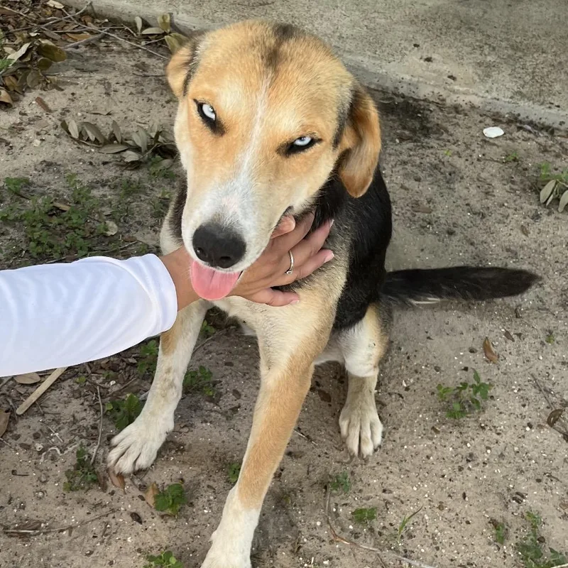 Cheyenne thumbnail 2