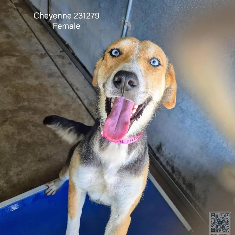 Cheyenne thumbnail 3