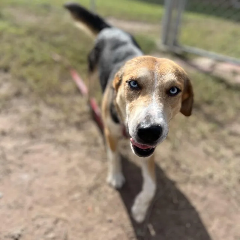 Cheyenne thumbnail 4