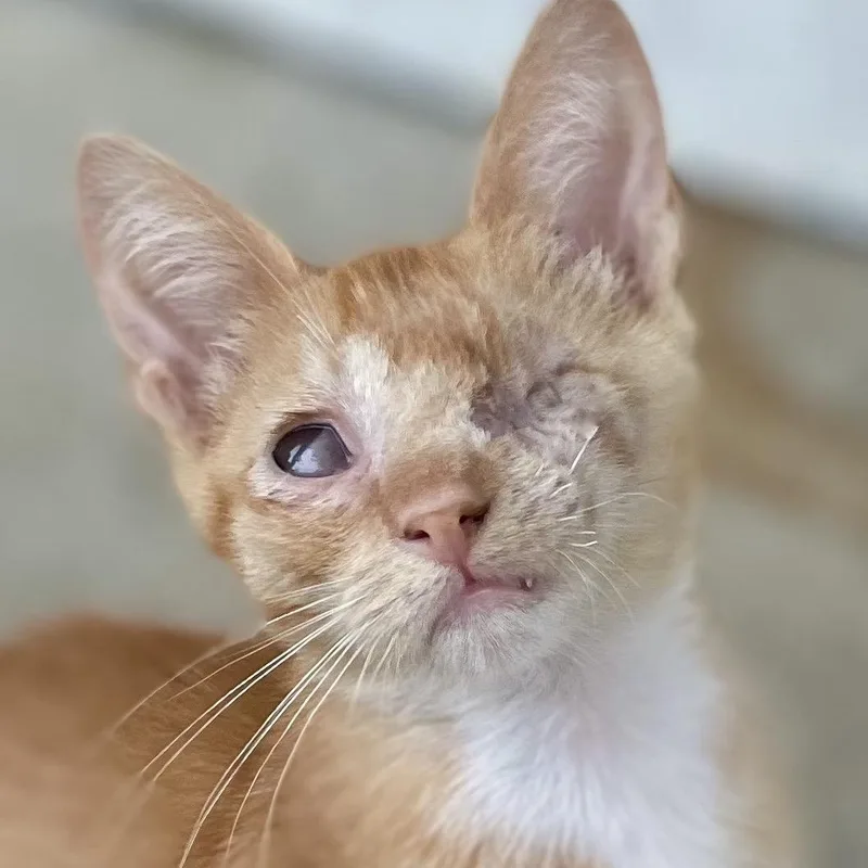 A baby large-sized male Orange & White Domestic Short Hair cat named Linus for adoption in San Diego, CA