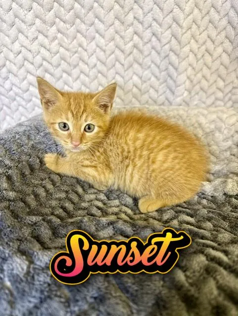 A baby medium-sized female Tabby (Orange / Red) Domestic Short Hair cat named Sunset for adoption in Comfort, TX