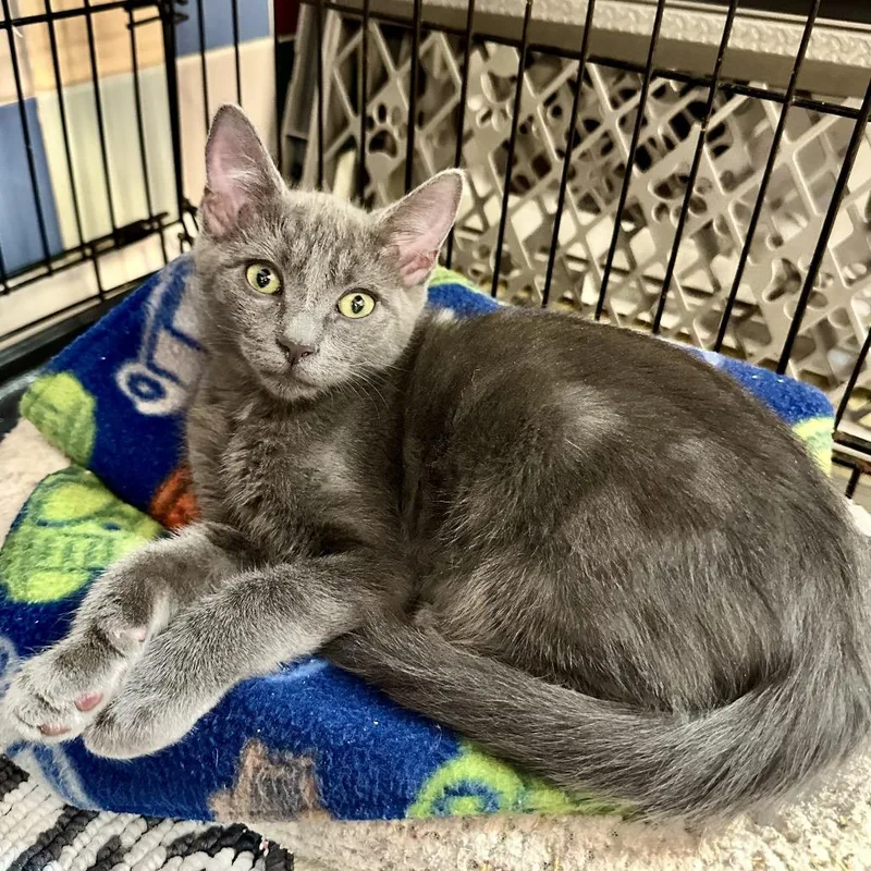 A baby small-sized male Gray / Blue / Silver Domestic Short Hair cat named Puddle LR for adoption in Union, MO