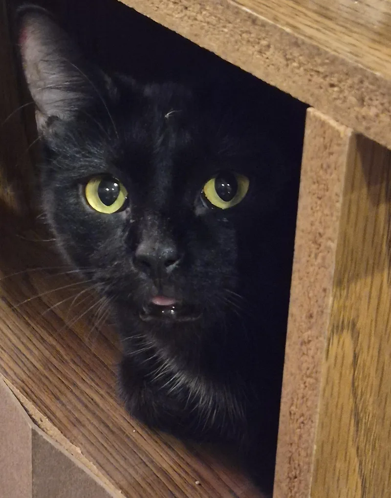 A young medium-sized female Domestic Short Hair cat named Darla for adoption in Clayton, NC