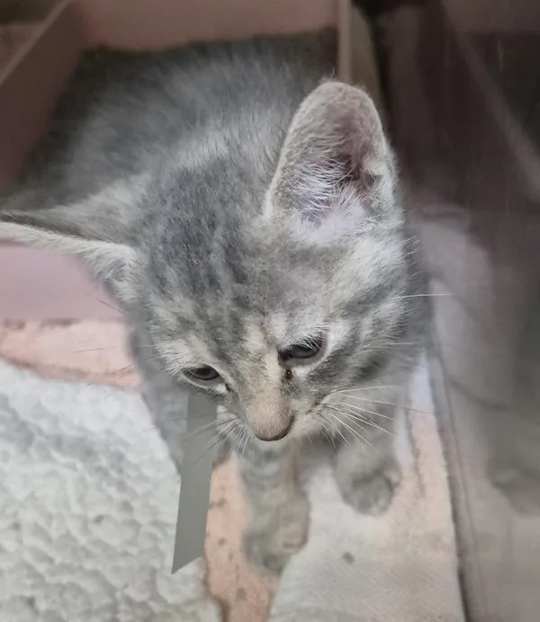A baby small-sized female Domestic Short Hair cat named Venus for adoption in Napa, CA