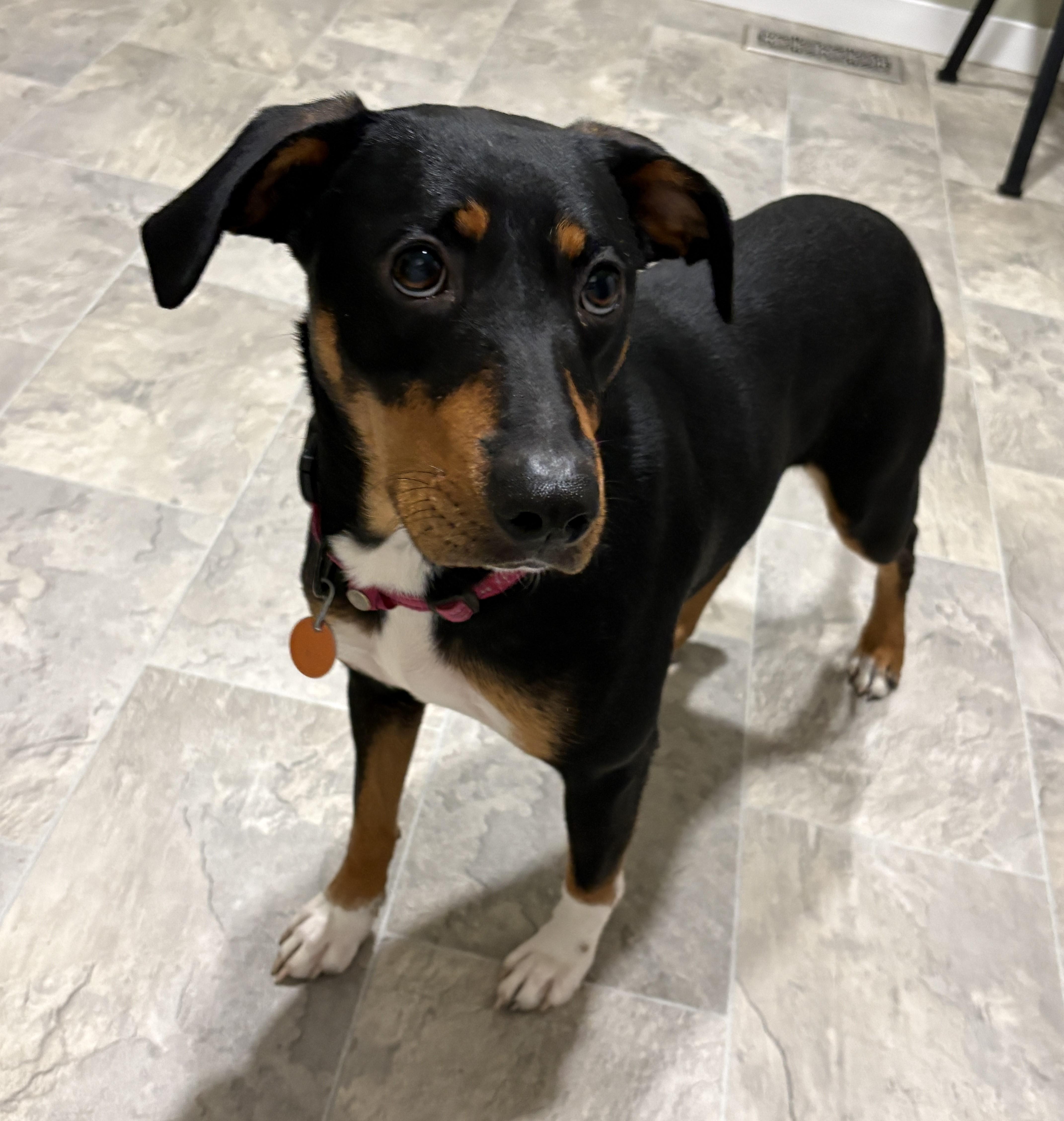 A young medium-sized female Mountain Cur dog named Honey for adoption in Grant, NE