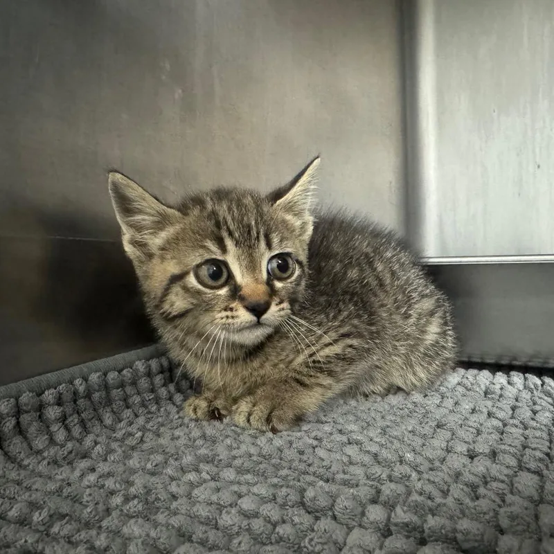 A baby small-sized female Brown / Chocolate Domestic Short Hair cat named Vanellope for adoption in Columbus, GA