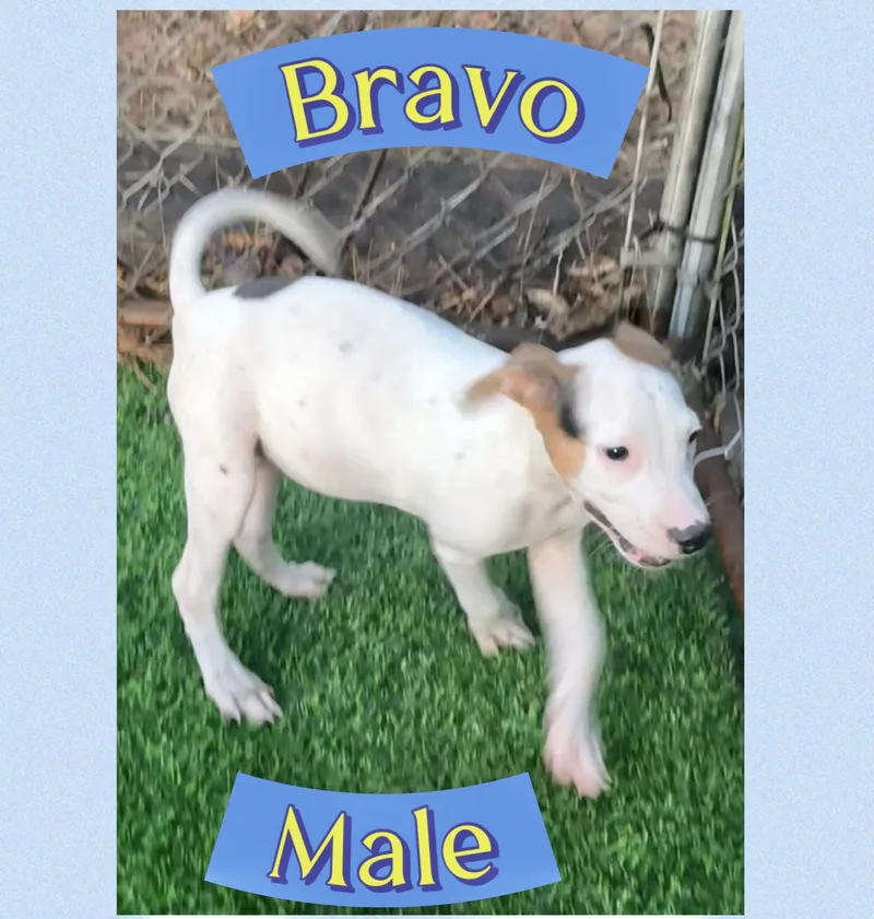A baby large-sized male Hound dog named Bravo for adoption in Manchester, CT
