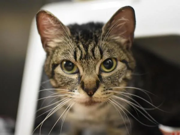A young small-sized female Domestic Short Hair cat named Jodi Jayne for adoption in Portland, OR