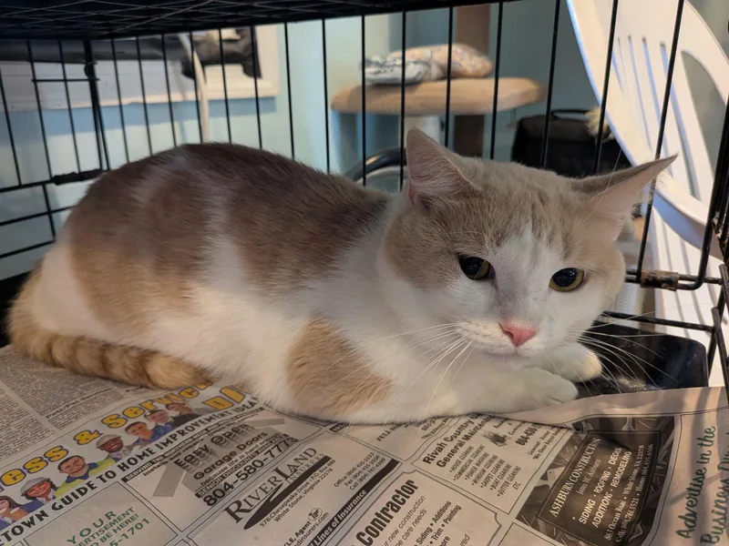 An adult medium-sized male White Domestic Short Hair cat named Muffin for adoption in Heathsville, VA