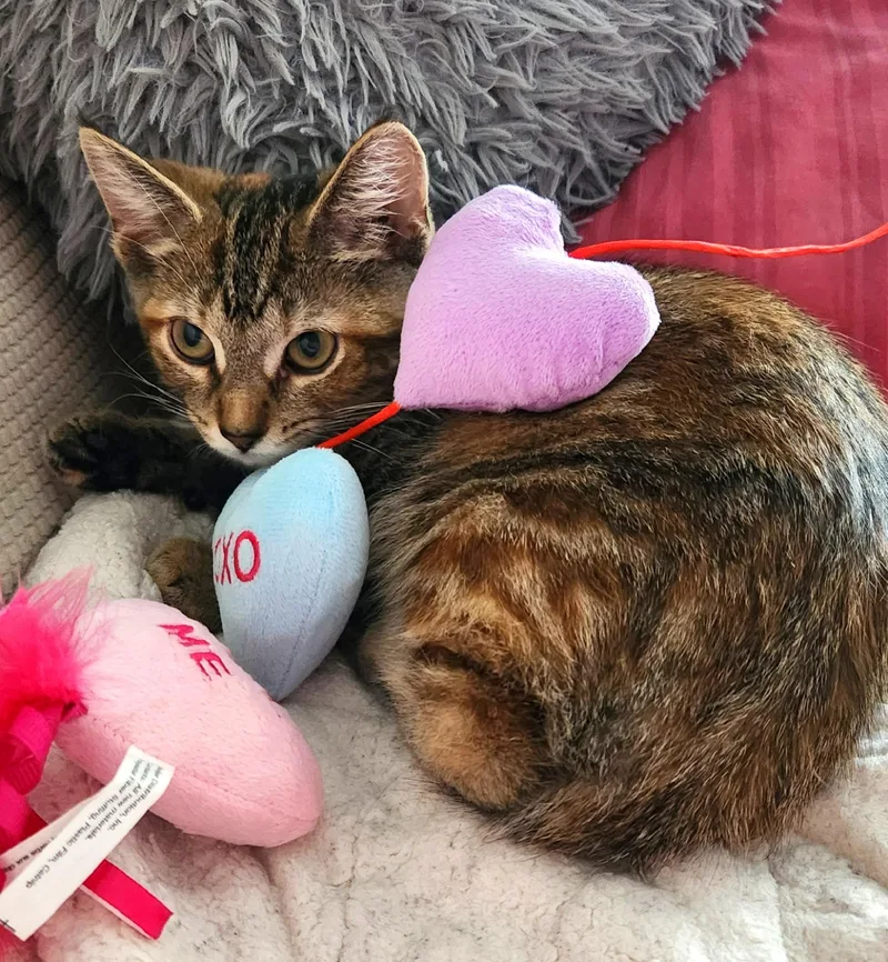 A baby medium-sized female Torbie cat named Maddie for adoption in Lombard, IL