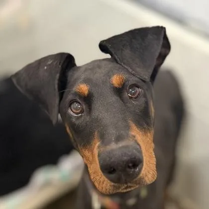 An adult medium-sized male Doberman Pinscher dog named Kiko for adoption in Sacramento, CA