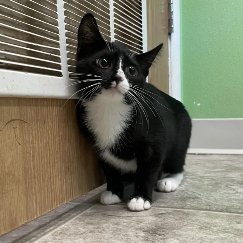 A baby small-sized female Black Domestic Short Hair cat named Agnes for adoption in Greenbelt, MD