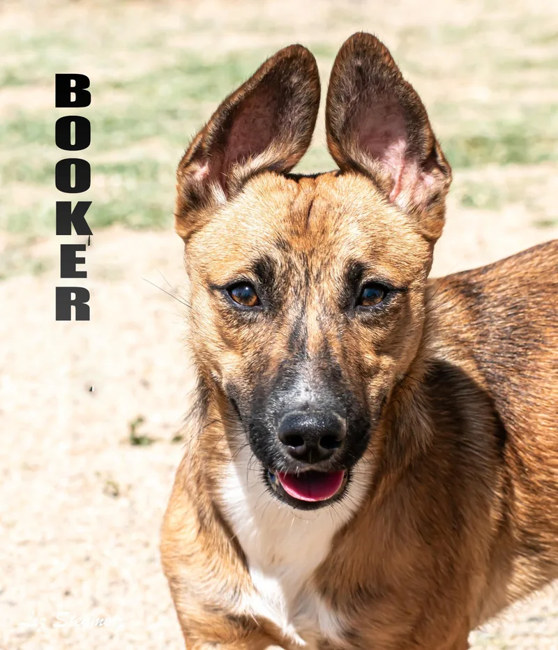 Booker