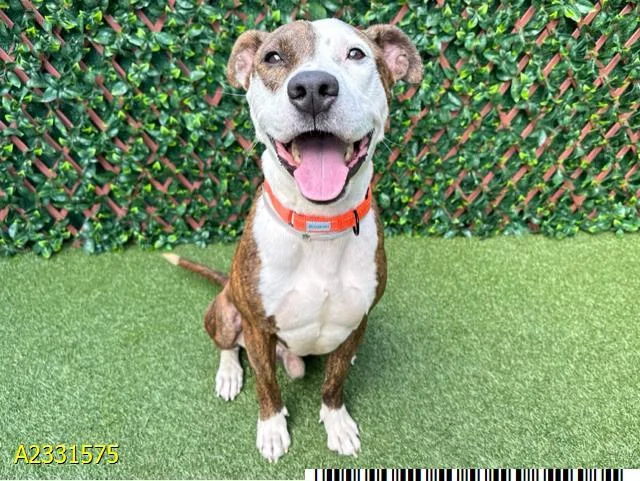 A young medium-sized male Mixed Breed dog named Digby for adoption in West Palm Beach, FL