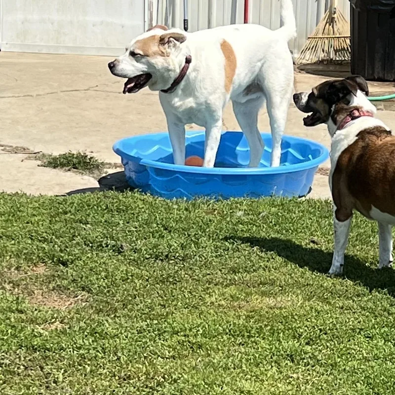 An adult large-sized male White / Cream Husky dog named Bo for adoption in Elkton, MI