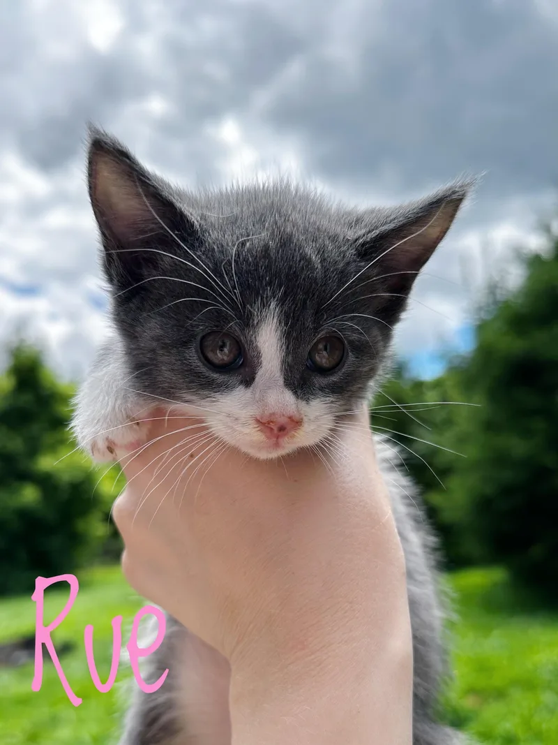 A baby medium-sized female Gray / Blue / Silver Domestic Short Hair cat named Rue for adoption in Bethel, OH