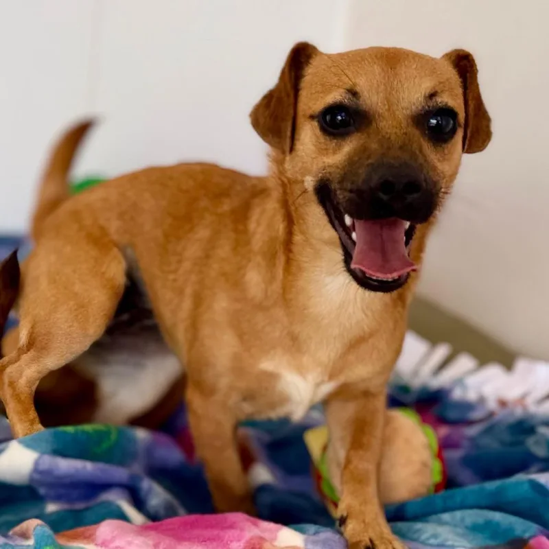 A young small-sized female Yellow / Tan / Blond / Fawn Chihuahua dog named Boo for adoption in Green Bay, WI