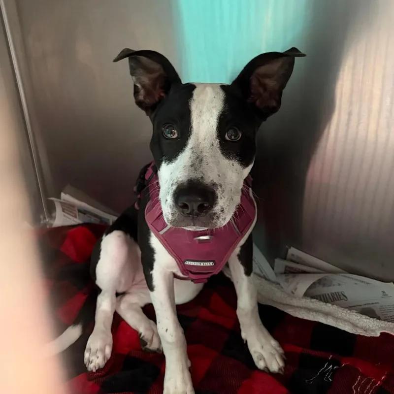 A baby medium-sized female Black Mixed Breed dog named Aubrey for adoption in Lake Jackson, TX