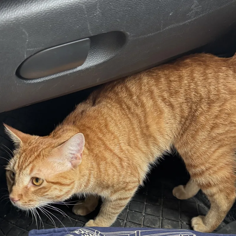 An adult medium-sized male Tiger cat named Byrne for adoption in Fulton, NY