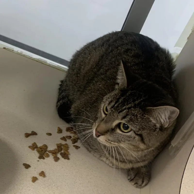 An adult large-sized female Gray / Blue / Silver Domestic Short Hair cat named Lilly for adoption in Dickinson, TX